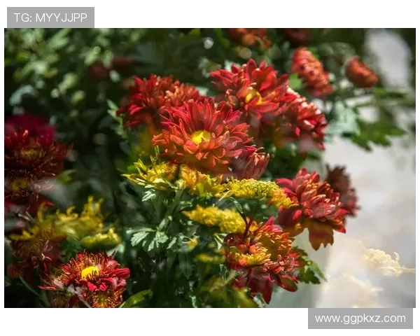 优发客户端丰富的游戏资源,满足不同玩家的多样化需求,尽享娱乐盛宴 优发客户端丰富的游戏资源,满足不同玩家的多样化需求,尽享娱乐盛宴
